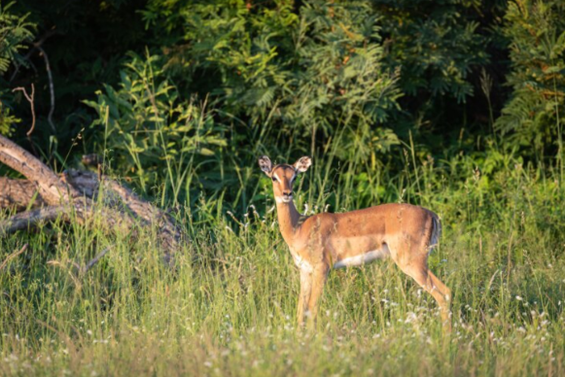 De Lorijn Tweewielers